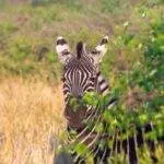Ralph 4593 23085 90 of africas games trade revenue generated by cell games