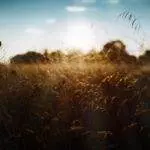 Ralph 4534 23299 fields of mistria developer unearths roadmap and well known march 2025 replace