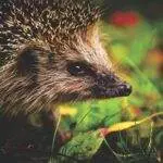 Ralph 4477 23513 sonic the hedgehog 4 to free up in march 2027