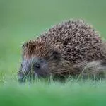 Ralph 4456 23596 sonic the hedgehog 4 film gets a commence date but or no longer its gentle a few years out
