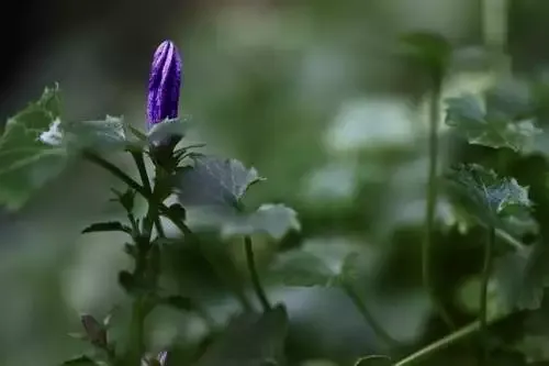 Yu-Gi-Oh! Early Days Assortment Trailer Introduces Online Play And Other New Facets