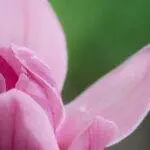 Ralph 4209 24476 ender magnolia bloom in the mist receives a contemporary exchange