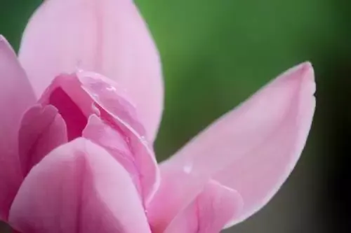 Ender Magnolia: Bloom In The Mist Receives A Contemporary Exchange