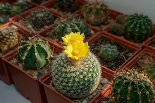 Invincible at final lets its One-Punch Man parody mirror his anime counterpart at some level of the season 3 premiere