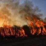 Ralph 3881 25620 pokemon drag developer donates 1m to la wildfire reduction asks avid gamers to teach soup