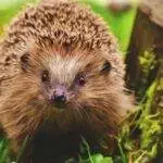 Ralph 3817 25897 sonic the hedgehog 3 becomes second most practical grossing on line sport movie of all time