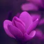 Ralph 3806 25936 ender magnolia bloom in the mist receives every other exchange