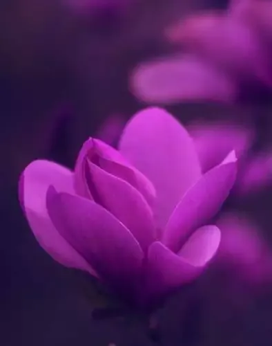 Ender Magnolia: Embracing New Avenues for Exchange and Growth 1 Ender Magnolia: Bloom In The Mist Receives Every other Exchange