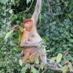 Ralph 3683 26382 the monkey ending explained who dies and is the curse broken