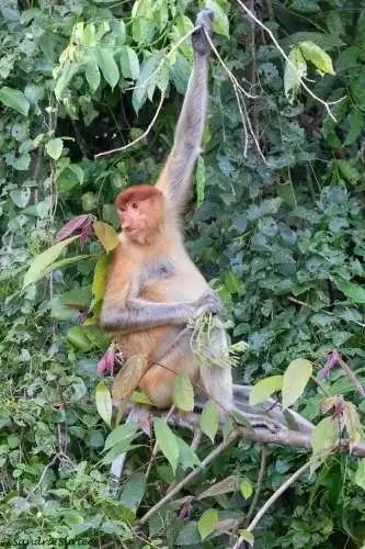 Unraveling the Finale of  The Monkey ending explained: Who dies and is the curse broken?