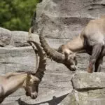 Ralph 3440 27252 hyper practical the sims rival inzoi will snarl a roadmap for future updates and pricing a67c47d1269c20