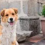 Ralph 2864 29304 exploring quito ecuador and soccer fever in despelote