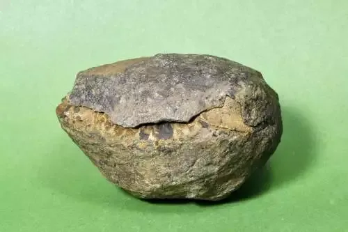 New No Man’s Sky Change Lets You Are residing Out Your Palaeontologist Dreams