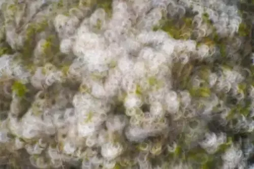 Hear Up, Mii Are Officially Lend a hand And They Now Dangle Ears 1 Hear Up, Mii Are Officially Lend a hand And They Now Dangle Ears