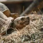 Ralph 2764 29670 teenage mutant ninja turtles splintered destiny steadiness of energy update now stay