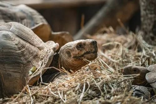 Teenage Mutant Ninja Turtles: Splintered Destiny 'Steadiness Of Energy' Update Now Stay 1 Teenage Mutant Ninja Turtles: Splintered Destiny ‘Steadiness Of Energy’ Update Now Stay