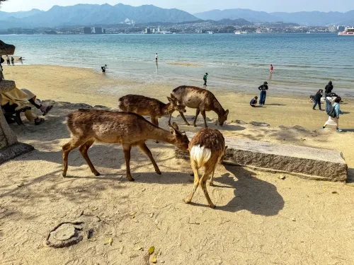 Japan’s “multi-language” Switch 2 costs 20,000 more yen, or $130 more dollars, than the Japanese-only version