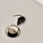 Ralph 2578 30351 binding of isaac creators long awaited cat breeding game mewgenics gets dumbfounding live 67f3baf01709a