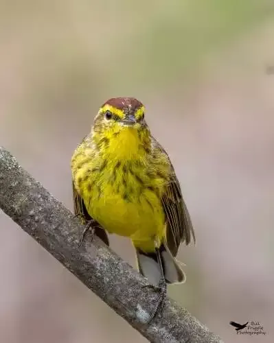 Develop:Brighton 2025 early bird tickets deadline is April 9 | News-in-brief