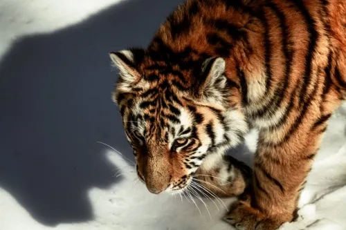 Pocketpair uses examples from Final Fantasy 14, Tomb Raider, Monster Hunter, and more to defend Palworld against Nintendo’s lawsuit