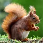 Ralph 2145 32478 were getting an official pokemon encyclopedia written by animal behaviourists and ecologists