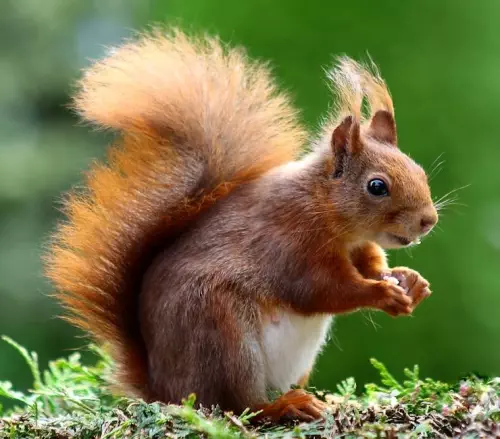 We're Getting An Official Pokémon Encyclopedia Written By Animal Behaviourists And Ecologists 1 We’re Getting An Official Pokémon Encyclopedia Written By Animal Behaviourists And Ecologists