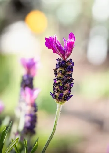 Hunger Games prequel finds its Haymitch, Maysilee, and Lenore Dove – and Ballad of Songbirds and Snakes star Rachel Zegler has given a very special seal of approval 1 Hunger Games prequel finds its Haymitch, Maysilee, and Lenore Dove – and Ballad of Songbirds and Snakes star Rachel Zegler has given a very special seal of approval