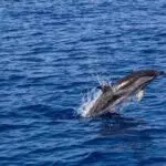 Ralph 1659 33975 three ecco the dolphin games announced original dev team at the helm