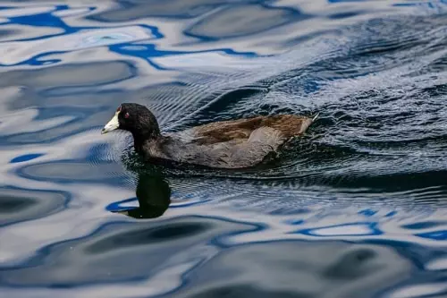 This Steam Next Fest demo is exactly like Escape from Tarkov, except you're a duck and it only gets weirder from there 1 This Steam Next Fest demo is exactly like Escape from Tarkov, except you’re a duck and it only gets weirder from there