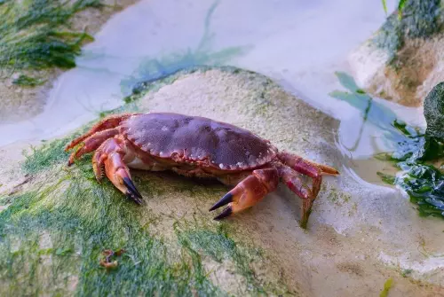 Aggro Crab and Landfall 'side hustle' Peak has sold 100,000 copies in 24 hours 1 Aggro Crab and Landfall ‘side hustle’ Peak has sold 100,000 copies in 24 hours