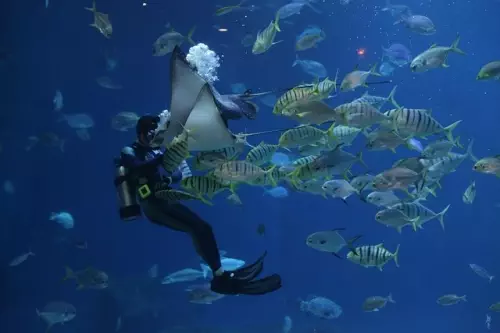 Dave the Diver delays In the Jungle DLC but sure knows how to soften the blow with these other announcements 1 Dave the Diver delays In the Jungle DLC but sure knows how to soften the blow with these other announcements