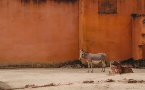 Ralph 18 42174 donkey kong bananzas director replayed every game in the series when he was assigned to th6875342a856f1