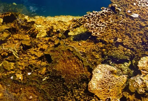 Alien: Earth creator says the upcoming sci-fi show will dedicate more screentime than any of the movies to the Xenomorph, Facehuggers, and a few new creatures:  Alien: Earth creator says the upcoming sci-fi show will dedicate more screentime than any of the movies to the Xenomorph, Facehuggers, and a few new creatures: “I am trying to re-mystify Alien”