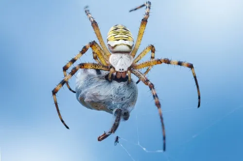 Predator: Badlands’ Comic-Con exclusive footage shows yautja brothers in arms