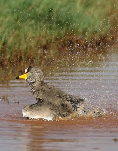 Predator: Badlands director tried to make sure the movie's Alien references were added  Predator: Badlands director tried to make sure the movie’s Alien references were added “elegantly”: “There’s a seduction to grab all the action figures and smush them together”
