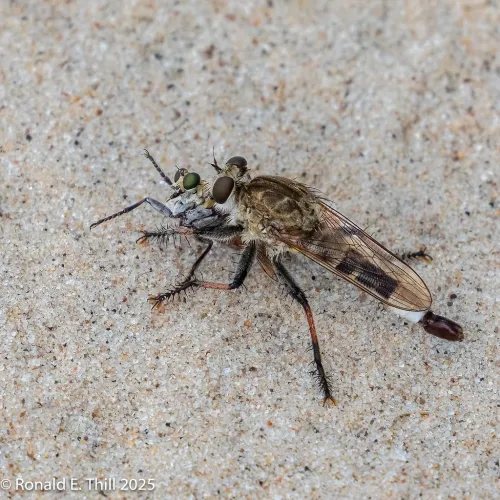 Predator: Killer of Killers has a brand new extended ending that you can stream much sooner than you expect 1 Predator: Killer of Killers has a brand new extended ending that you can stream much sooner than you expect