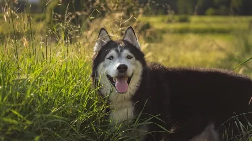 Scott Pilgrim’s Precious Little Second Life