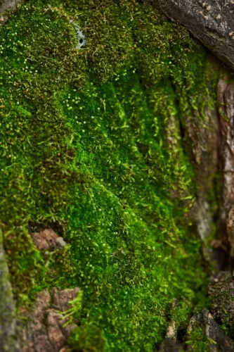 New Pokemon 3D Model Kits Are Officially Licensed And Only 20 Bucks