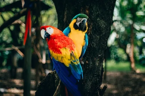 Ralph 22 51145 psa pokemon scarlet and violet