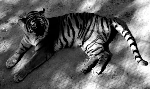 52153 wrong turn reboot director talks taking on a tonally different ip with silent night deadly68edb9bfc9ac2