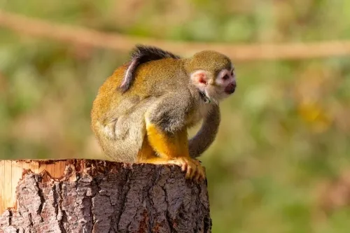 52240 scott pilgrim animated series is releasing on blu ray preorders restocked at amazon