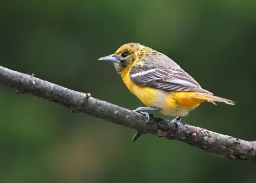 53230 nfls baltimore ravens lose locker room video games after tough start