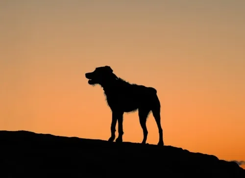 Animal Crossing: New Horizons Is Getting Collabs With Lego, Splatoon, And Zelda 1 Animal Crossing: New Horizons Is Getting Collabs With Lego, Splatoon, And Zelda