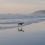 Ralph 26 54289 surprise animal crossing new horizons