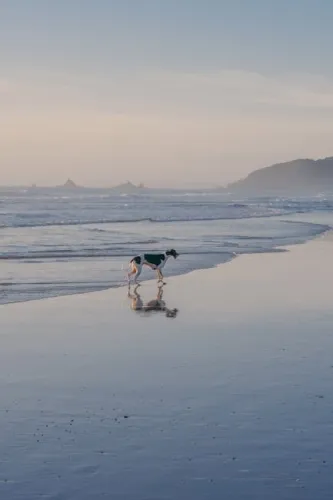 Surprise! Animal Crossing: New Horizons 1 Surprise! Animal Crossing: New Horizons