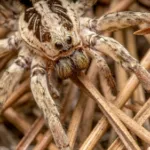 Ralph 26 54449 monster hunter stories 3 is getting bonus side story dlc next year