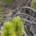 54595 hyrule warriors age of imprisonment in store demos now available north america