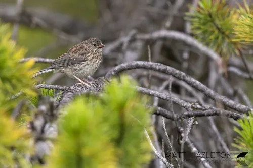 Hyrule Warriors: Age Of Imprisonment In-Store Demos Now Available (North America)