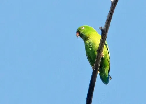 Here’s the pitch that landed Truckful dev MythicOwl a publishing deal