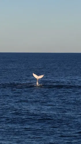 Animal Crossing: New Horizons Switch 2 Physical Edition Is Up For Preorder